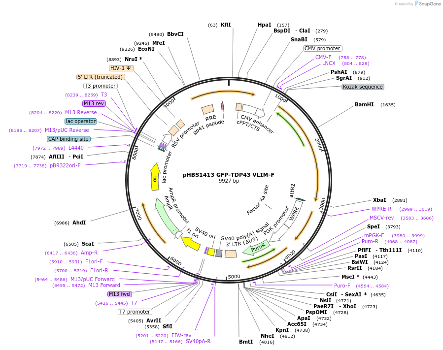 118802-plasmid-map-sequence-id-229683