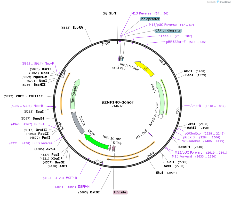 112363-plasmid-map-sequence-id-229689