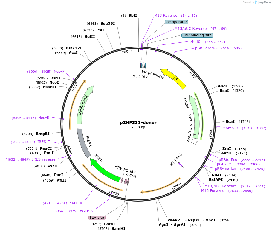112365-plasmid-map-sequence-id-229697
