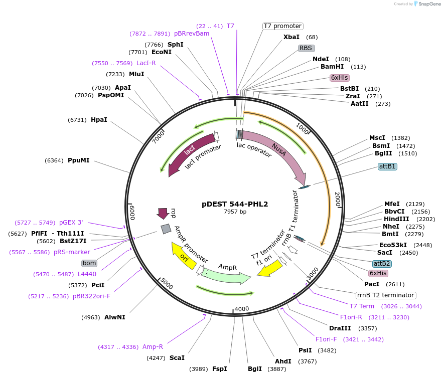 118672-plasmid-map-sequence-id-229700