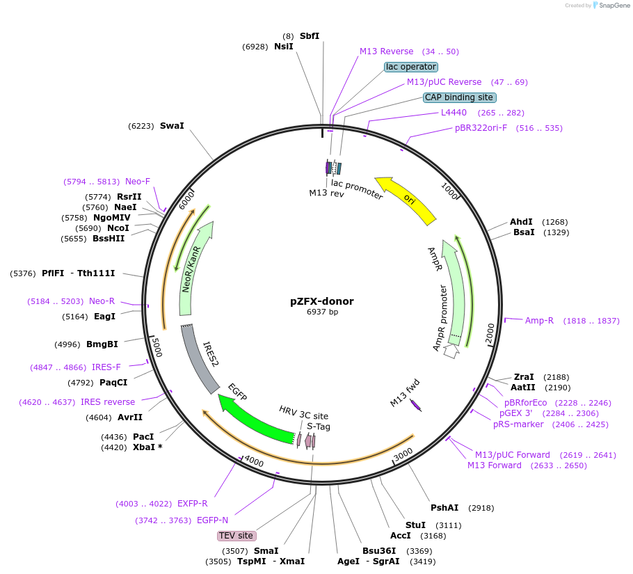 112366-plasmid-map-sequence-id-229714