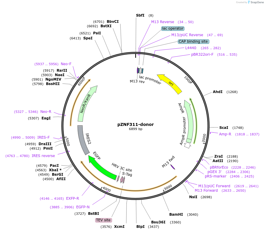 112367-plasmid-map-sequence-id-229715