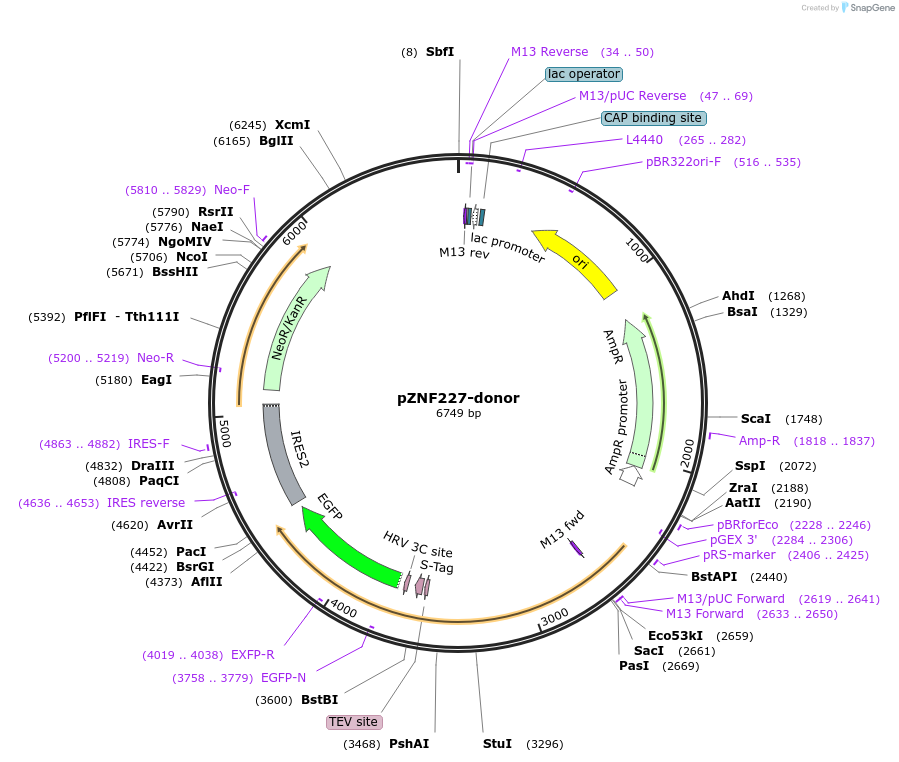 112368-plasmid-map-sequence-id-229716