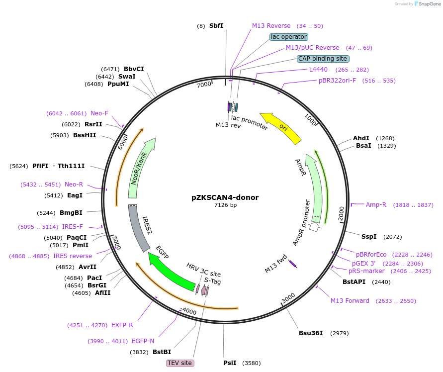 112369-plasmid-map-sequence-id-229718