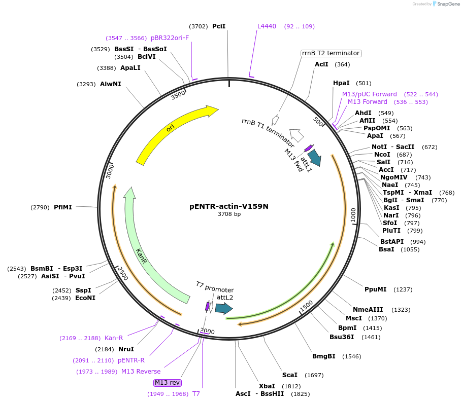 118383-plasmid-map-sequence-id-229719