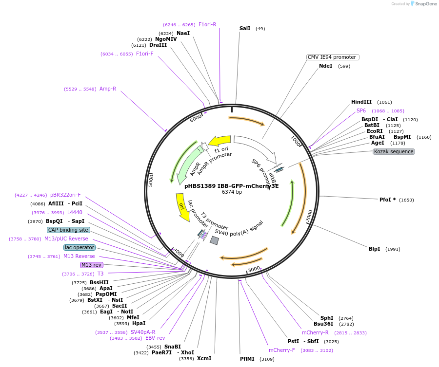 118803-plasmid-map-sequence-id-229720