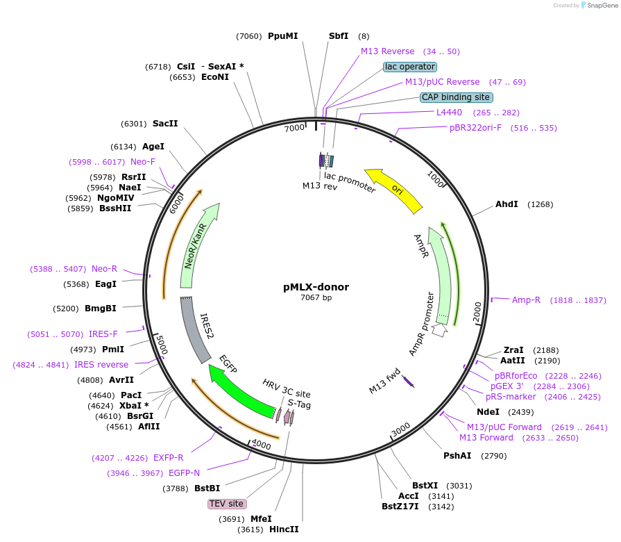 112370-plasmid-map-sequence-id-229723