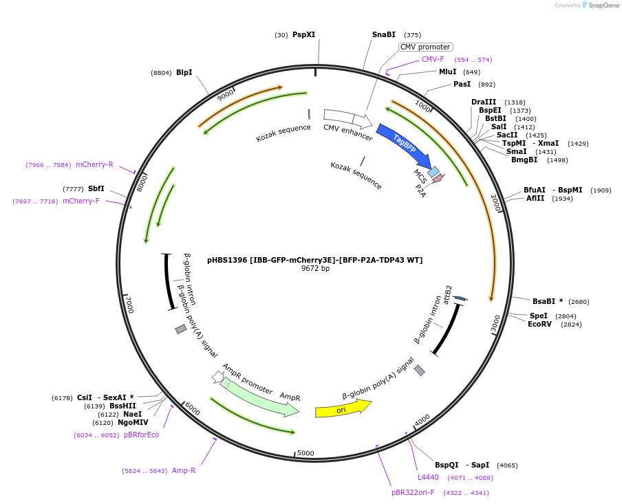 118804-plasmid-map-sequence-id-229724