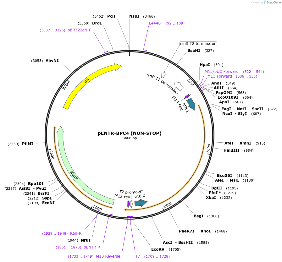 118686-plasmid-map-sequence-id-229741