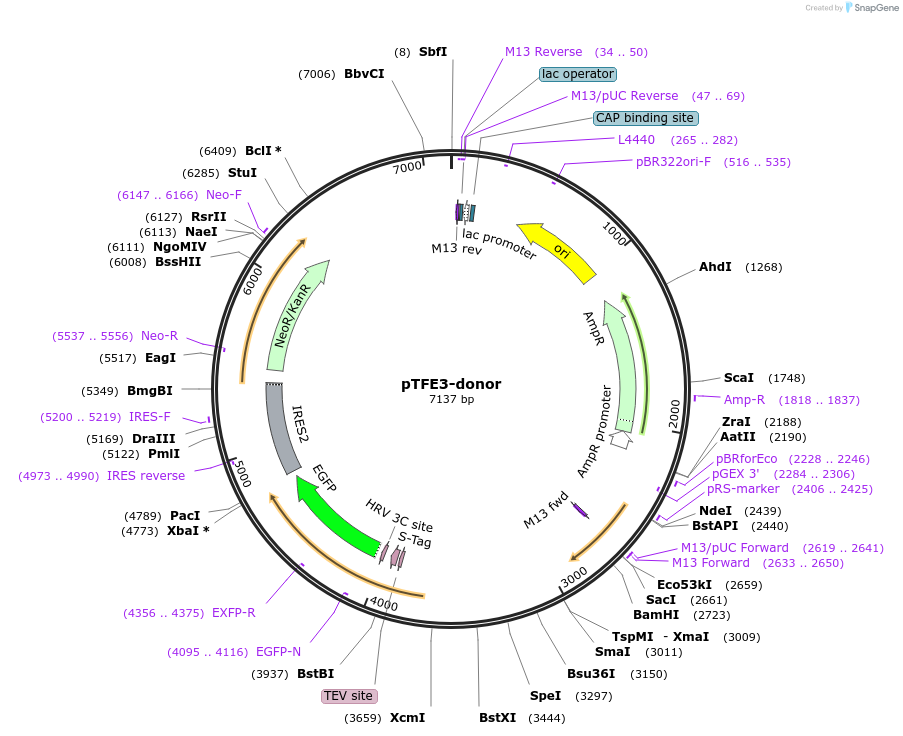 112377-plasmid-map-sequence-id-229742