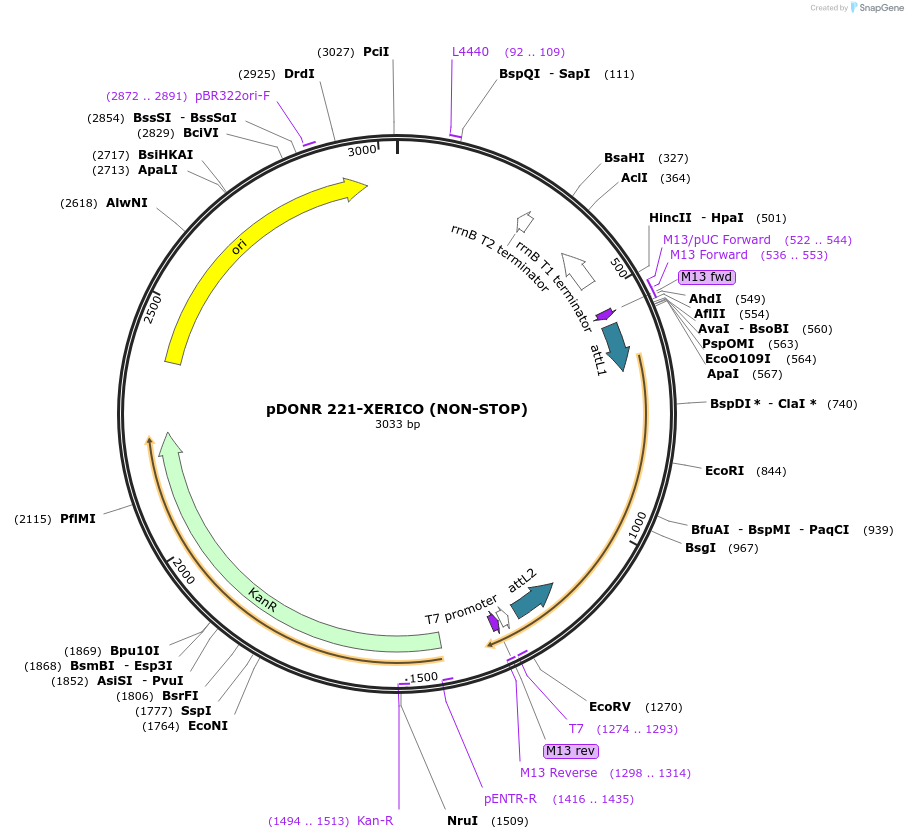 118684-plasmid-map-sequence-id-229748