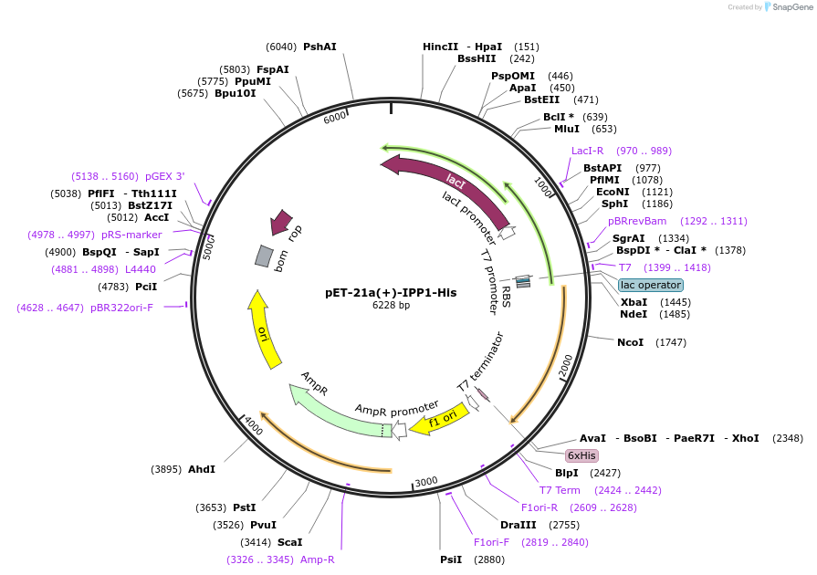 118978-plasmid-map-sequence-id-229750