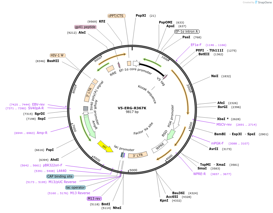 118624-plasmid-map-sequence-id-229751