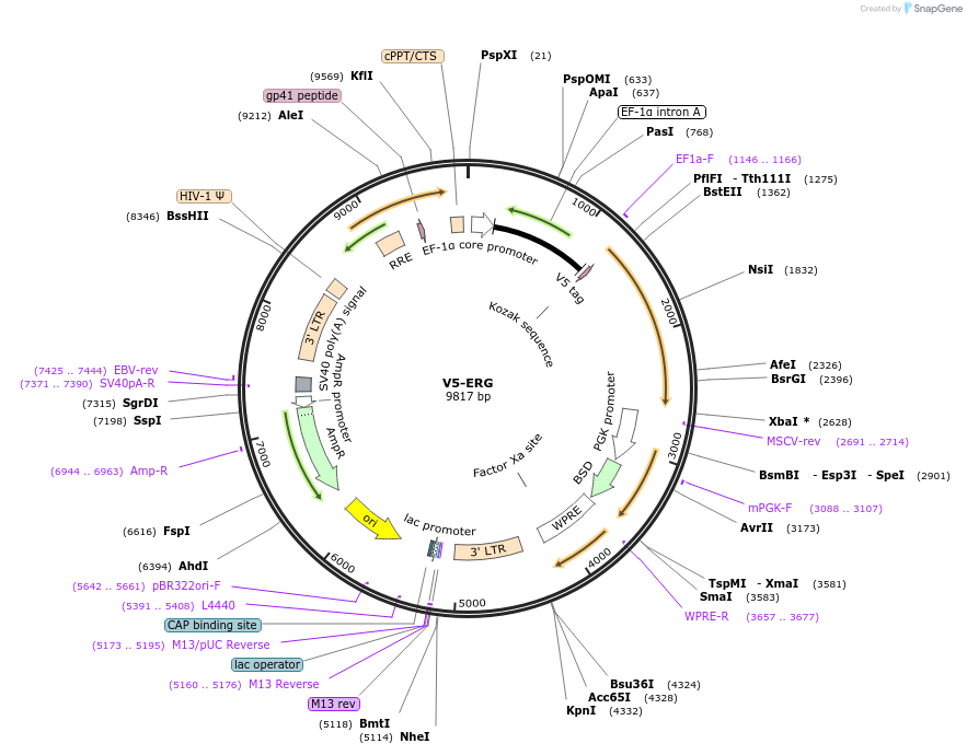 118623-plasmid-map-sequence-id-229753