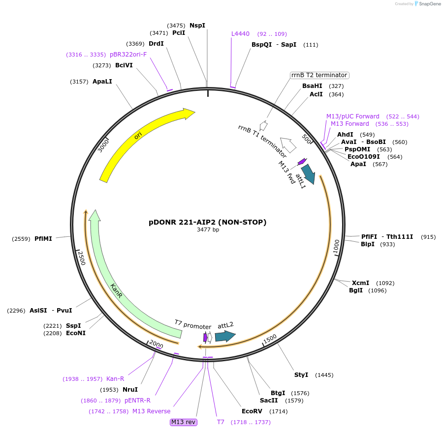 118678-plasmid-map-sequence-id-229760
