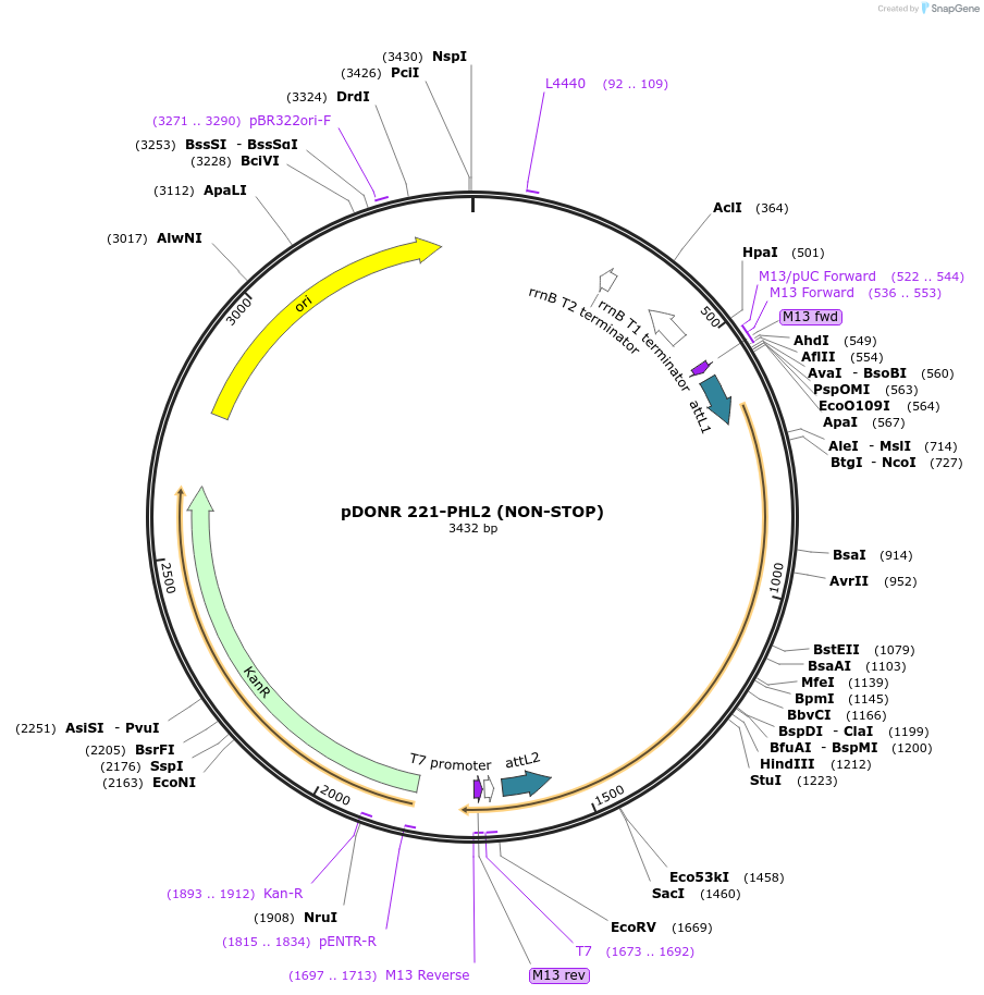118682-plasmid-map-sequence-id-229763