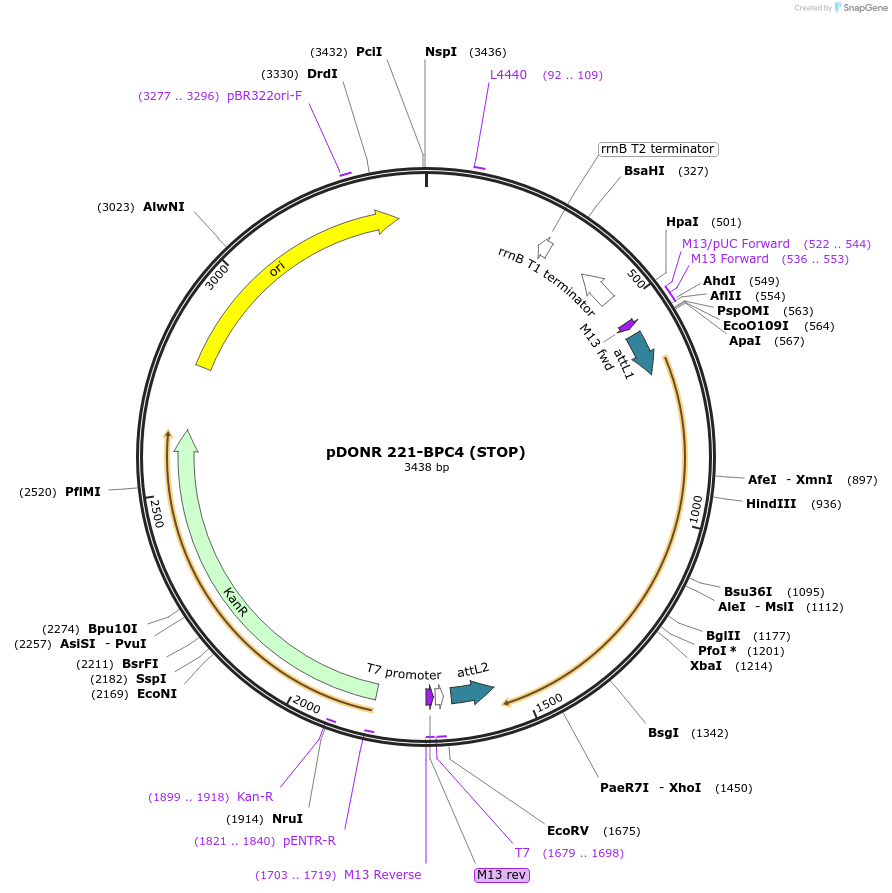 118680-plasmid-map-sequence-id-229766
