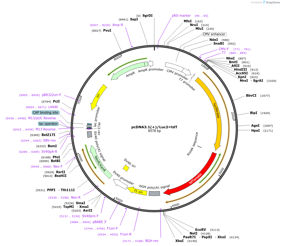 32904-plasmid-map-sequence-id-229770