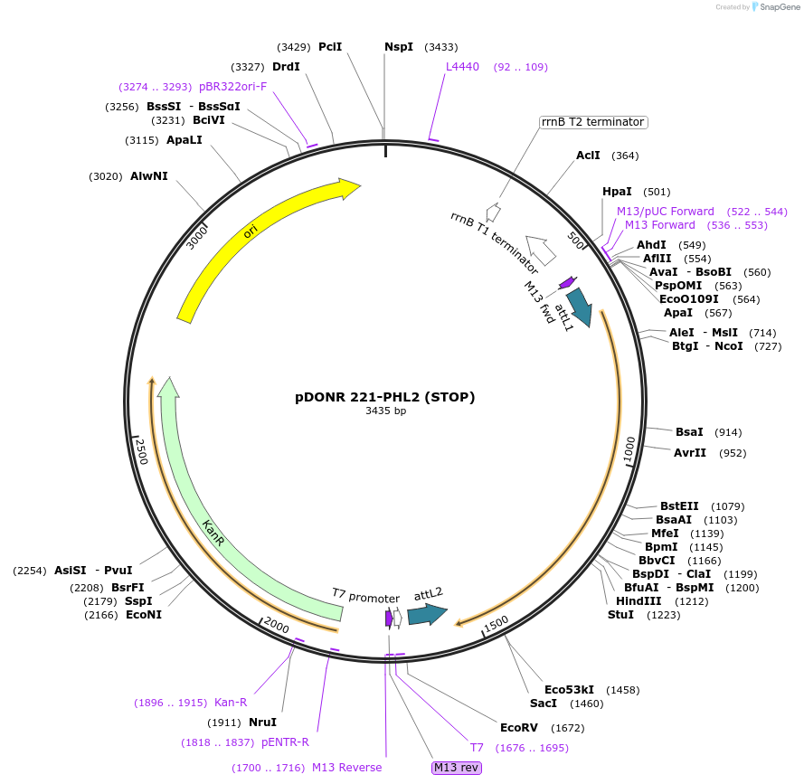 118683-plasmid-map-sequence-id-229772