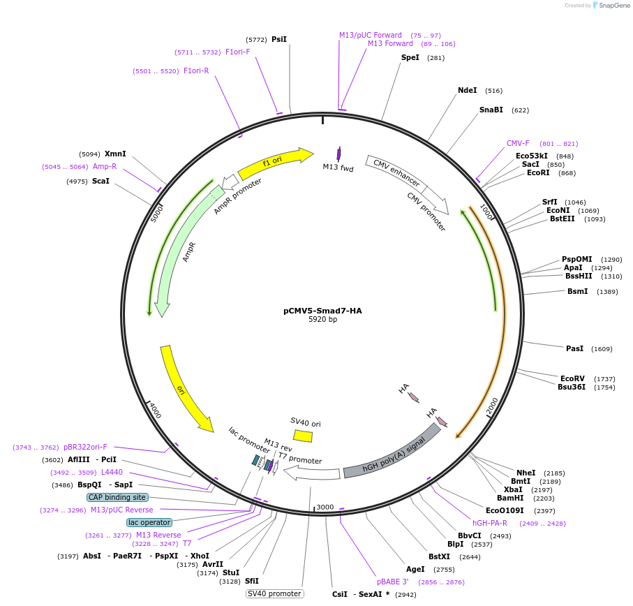 11733-plasmid-map-sequence-id-229773