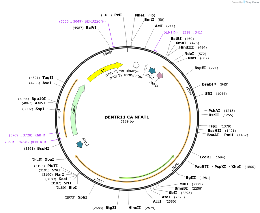 11792-plasmid-map-sequence-id-229776