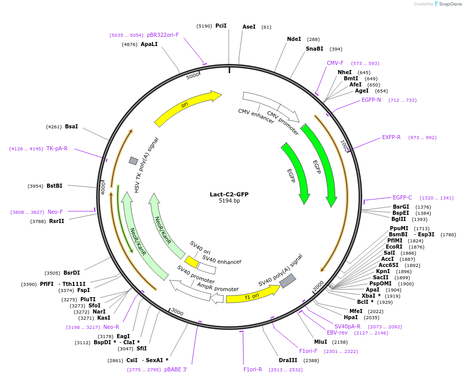 22852-plasmid-map-sequence-id-229777
