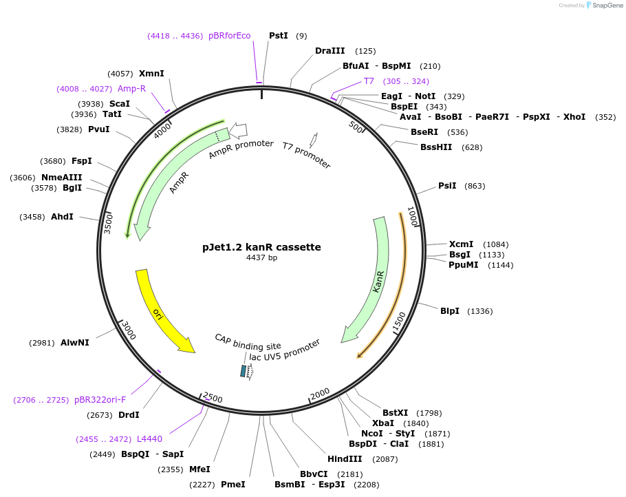 117122-plasmid-map-sequence-id-229793