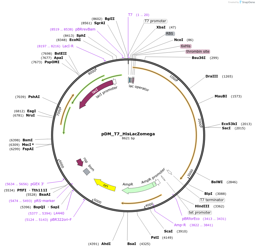 118815-plasmid-map-sequence-id-229806