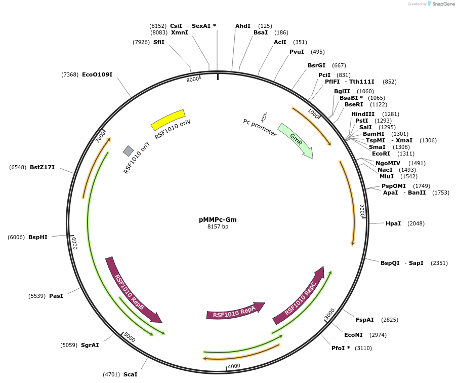 116921-plasmid-map-sequence-id-229817