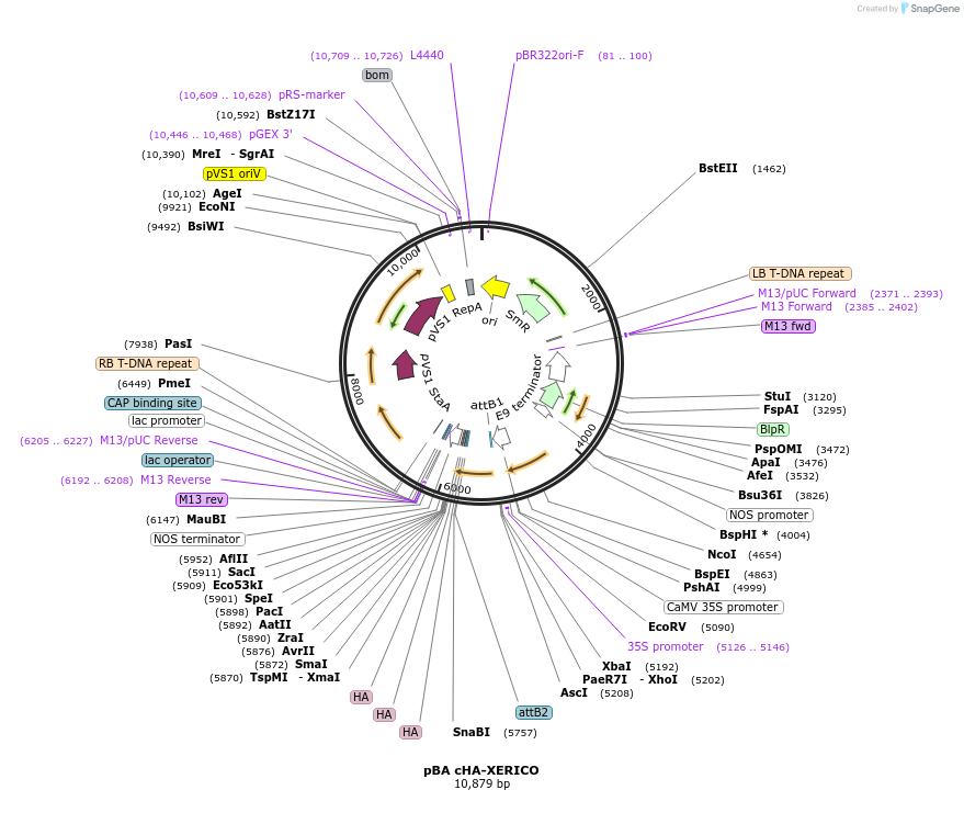 118666-plasmid-map-sequence-id-229821