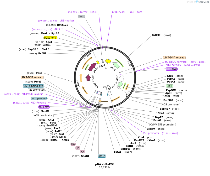 118665-plasmid-map-sequence-id-229832
