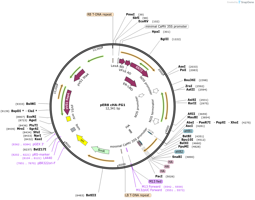 118689-plasmid-map-sequence-id-229837