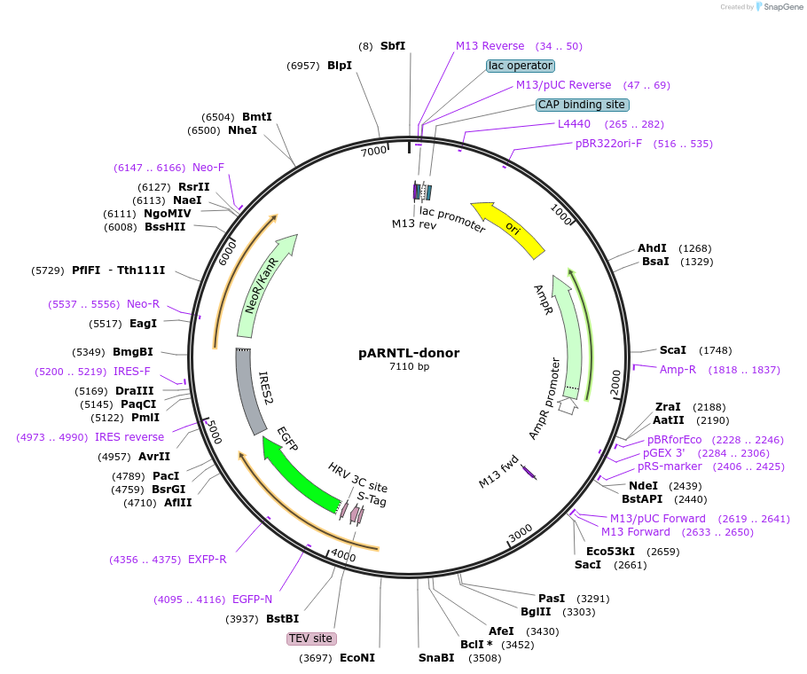 112384-plasmid-map-sequence-id-229842