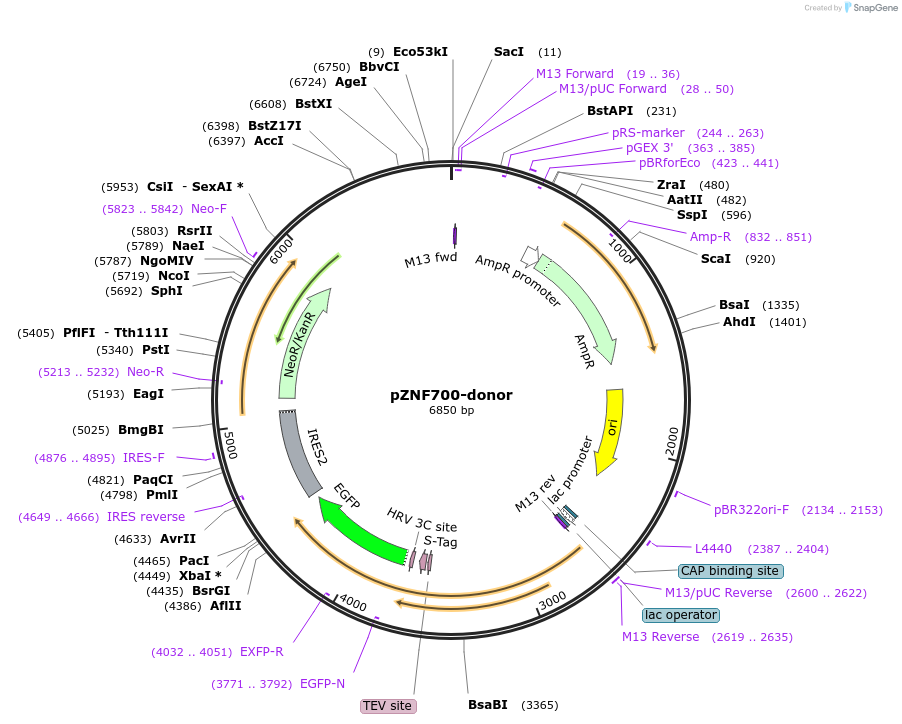 112385-plasmid-map-sequence-id-229845