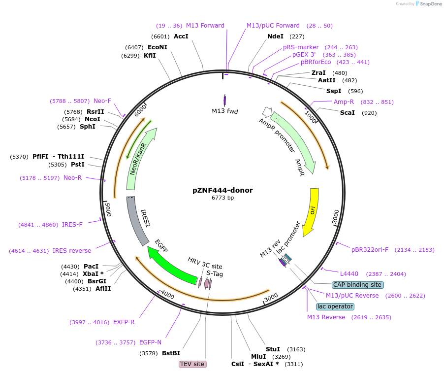112386-plasmid-map-sequence-id-229848