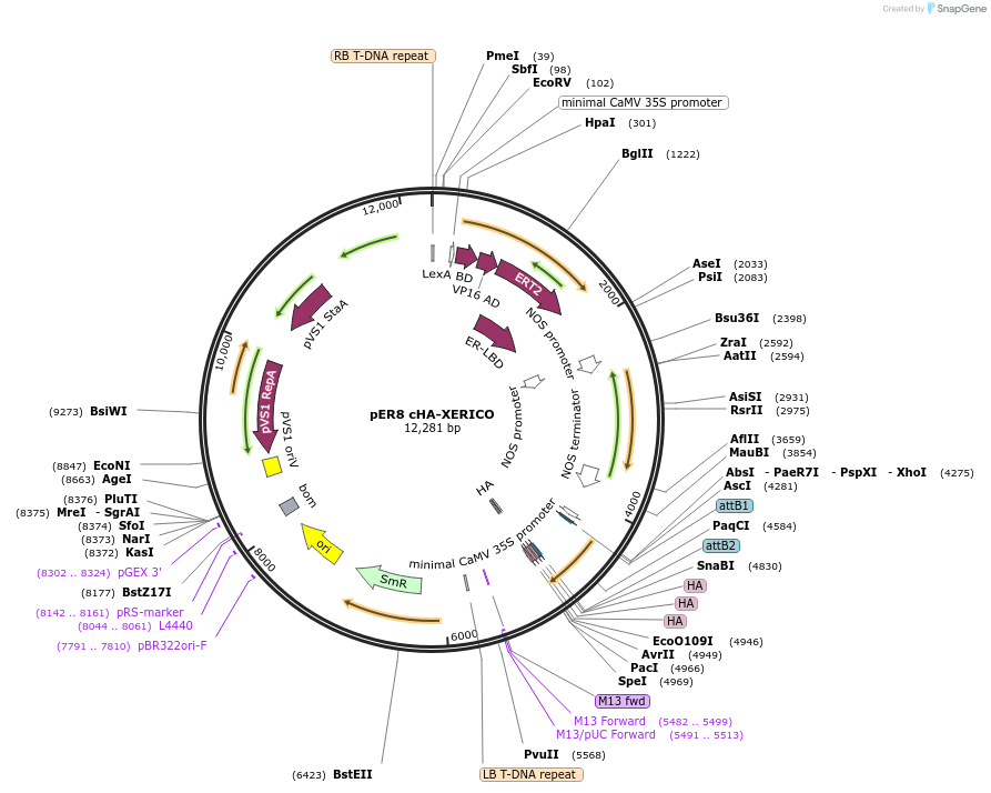 118690-plasmid-map-sequence-id-229849