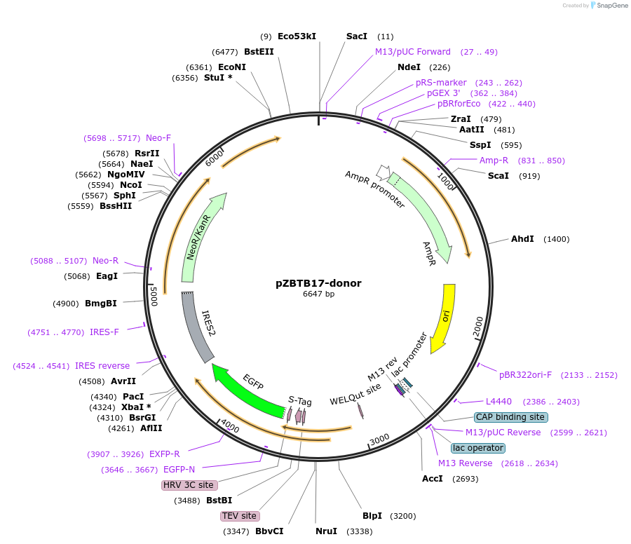112387-plasmid-map-sequence-id-229851