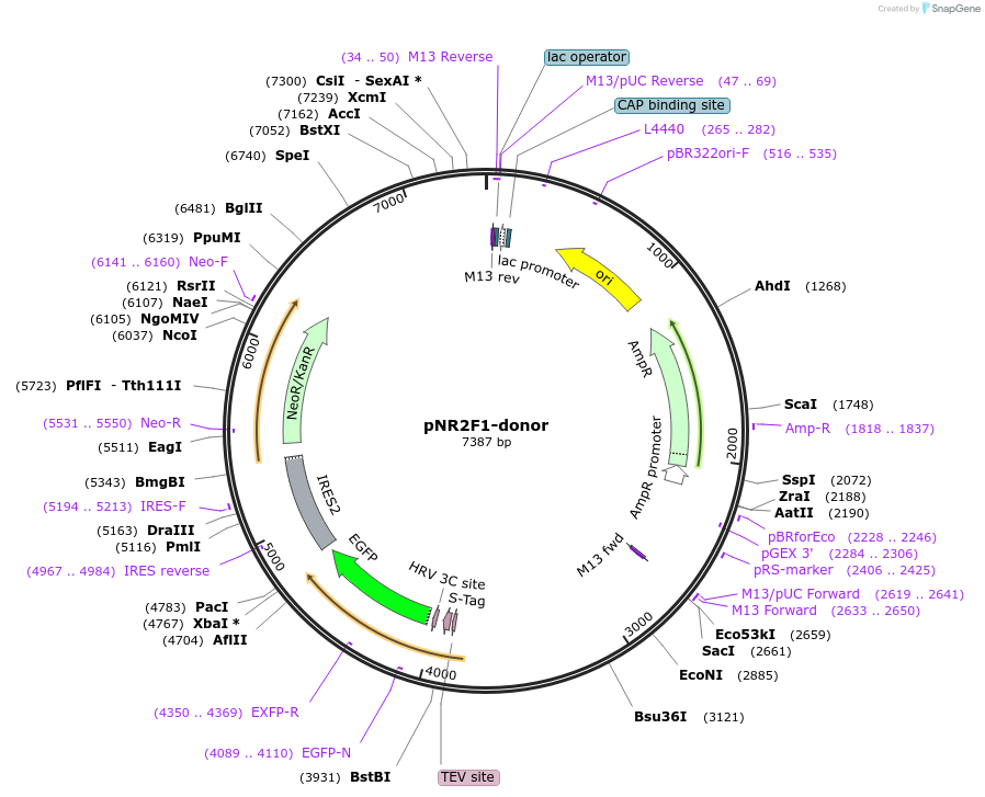 112388-plasmid-map-sequence-id-229852
