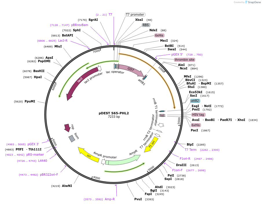 118674-plasmid-map-sequence-id-229854