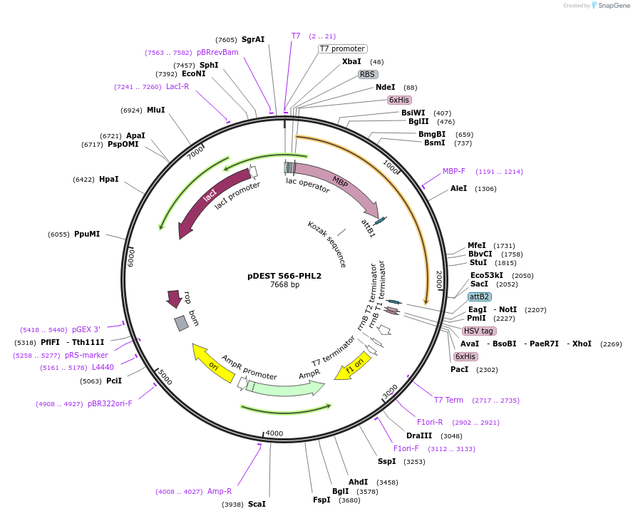 118676-plasmid-map-sequence-id-229856