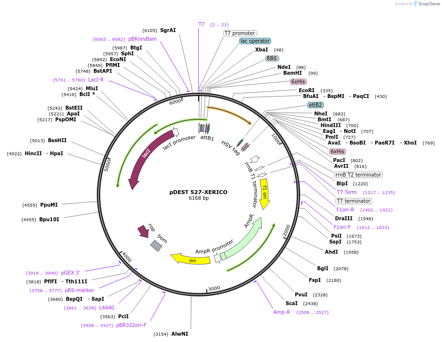 118671-plasmid-map-sequence-id-229859