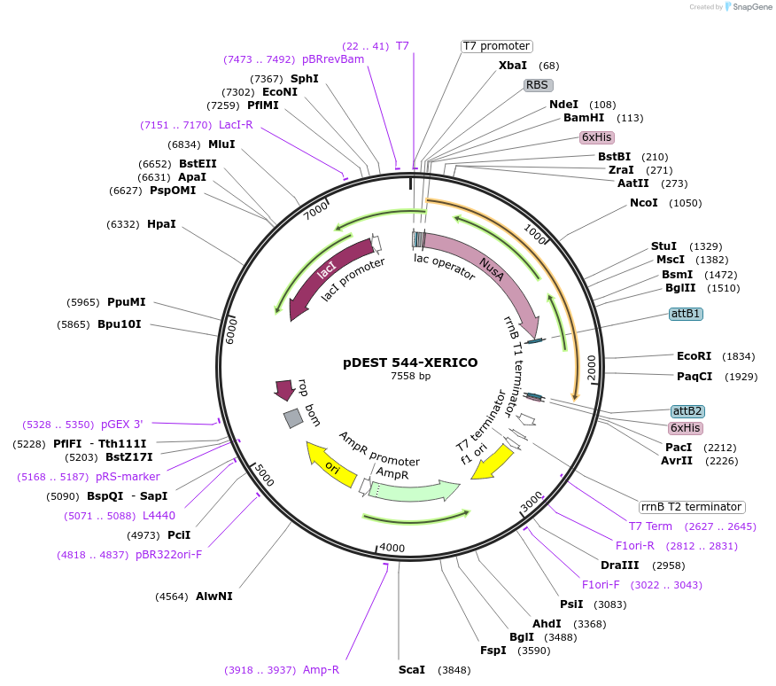 118673-plasmid-map-sequence-id-229862