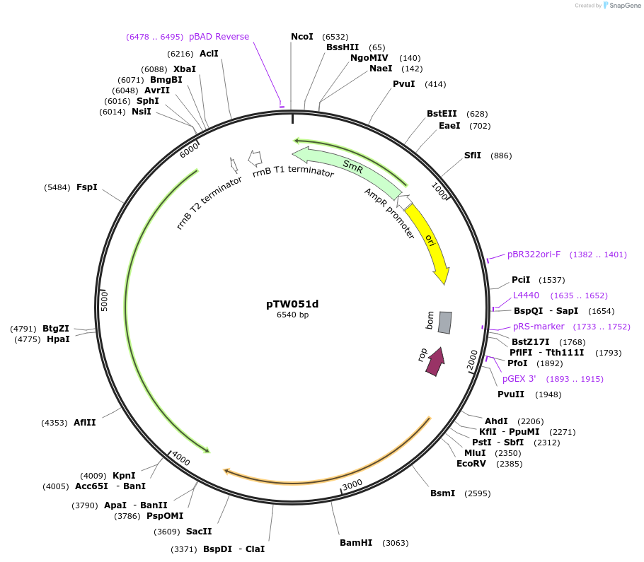 116892-plasmid-map-sequence-id-229863
