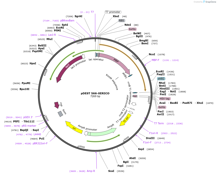 118677-plasmid-map-sequence-id-229864