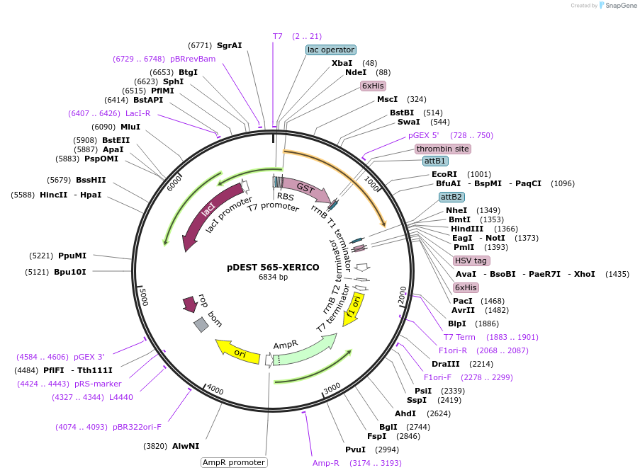 118675-plasmid-map-sequence-id-229865