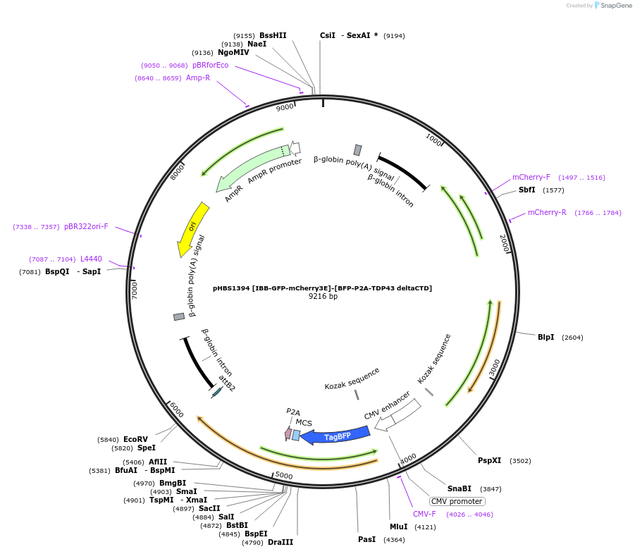 118806-plasmid-map-sequence-id-229881