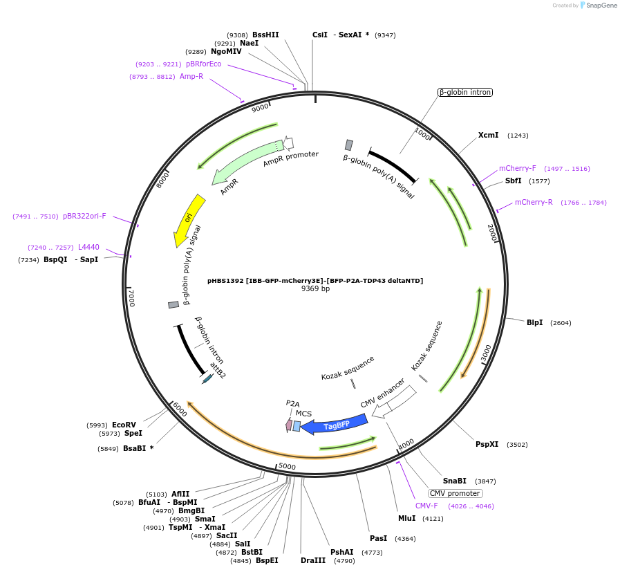 118807-plasmid-map-sequence-id-229887