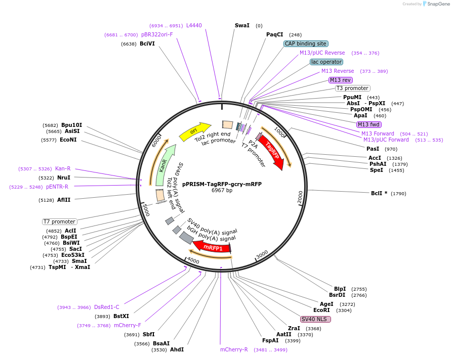 117766-plasmid-map-sequence-id-229888