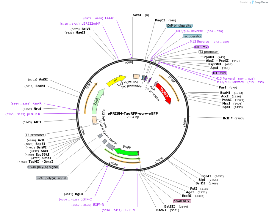 117767-plasmid-map-sequence-id-229889