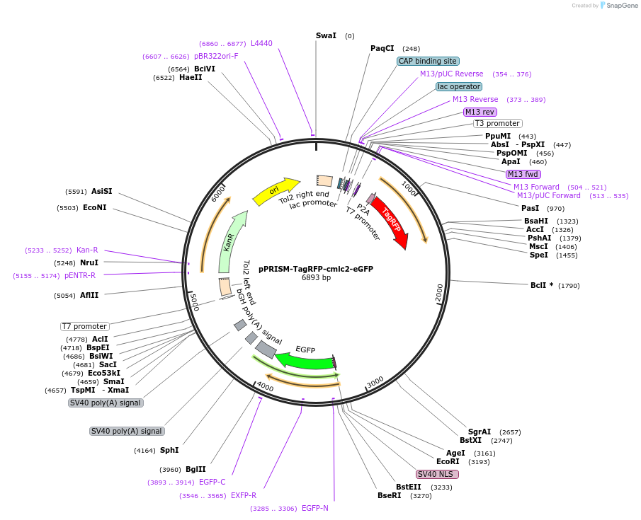 117770-plasmid-map-sequence-id-229892